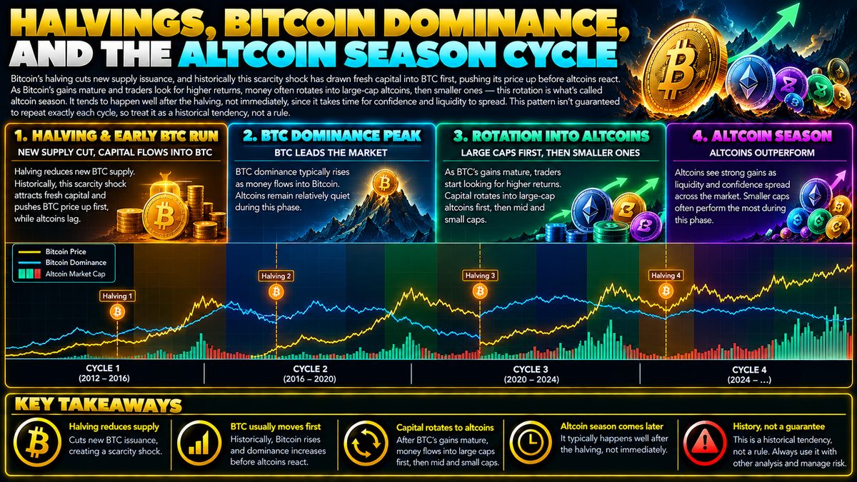 Bitcoin Halving and Altcoin Season: How the Rotation Works